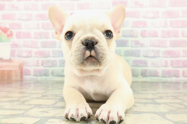 東京都のフレンチブルドッグ (Coo&RIKU新宿三丁目店/2026年1月25日生まれ/男の子/クリーム)の子犬の1枚目の画像