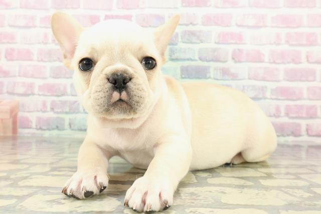 東京都のフレンチブルドッグ (Coo&RIKU新宿三丁目店/2026年1月25日生まれ/男の子/クリーム)の子犬の2枚目の画像