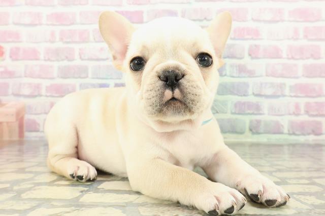 東京都のフレンチブルドッグ (Coo&RIKU新宿三丁目店/2026年1月25日生まれ/男の子/クリーム)の子犬の3枚目の画像