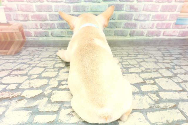 東京都のフレンチブルドッグ (Coo&RIKU新宿三丁目店/2026年1月25日生まれ/男の子/クリーム)の子犬の4枚目の画像