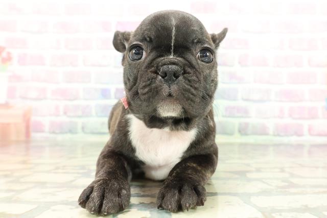 千葉県のフレンチブルドッグ (Coo&RIKU市原店/2026年1月25日生まれ/女の子/ブリンドルホワイト)の子犬