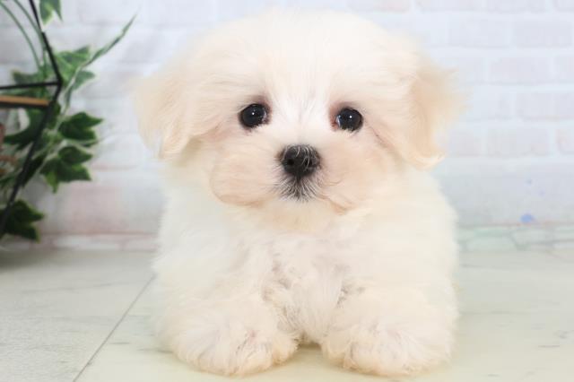 島根県のマルチーズ (Coo&RIKU出雲店/2026年1月29日生まれ/男の子/ホワイト)の子犬