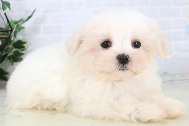 島根県のマルチーズ (Coo&RIKU出雲店/2026年1月29日生まれ/男の子/ホワイト)の子犬の2枚目の画像