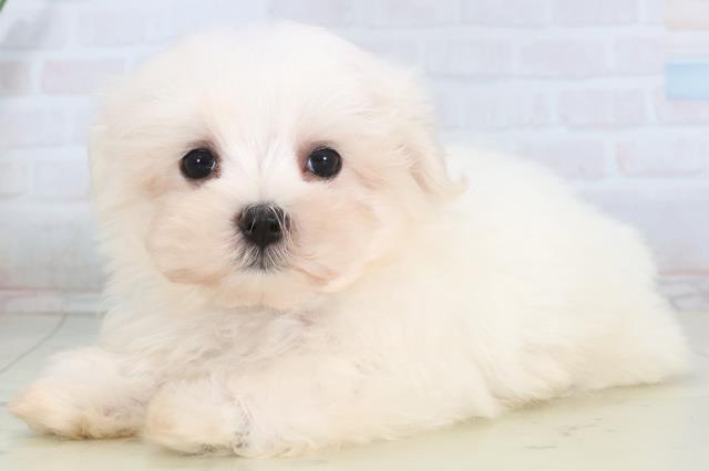 島根県のマルチーズ (Coo&RIKU出雲店/2026年1月29日生まれ/男の子/ホワイト)の子犬の3枚目の画像