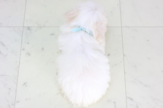 島根県のマルチーズ (Coo&RIKU出雲店/2026年1月29日生まれ/男の子/ホワイト)の子犬の4枚目の画像