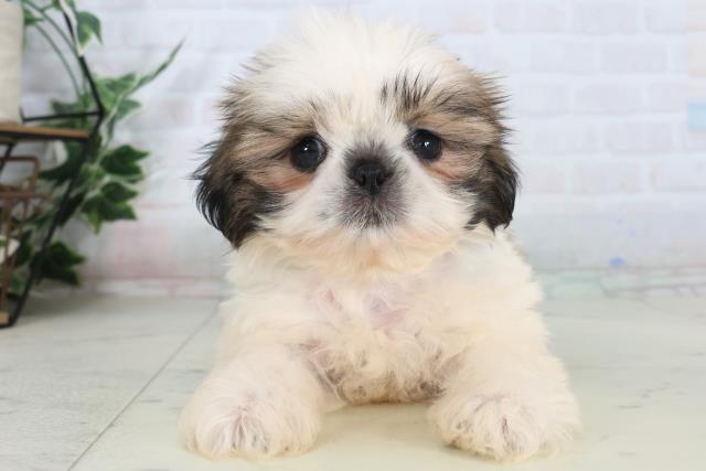 福岡県のシーズー (Coo&RIKUゆめタウン飯塚店/2026年1月30日生まれ/男の子/ゴールドホワイト)の子犬の1枚目の画像