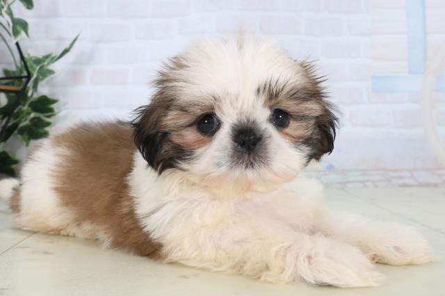 福岡県のシーズー (Coo&RIKUゆめタウン飯塚店/2026年1月30日生まれ/男の子/ゴールドホワイト)の子犬の2枚目の画像