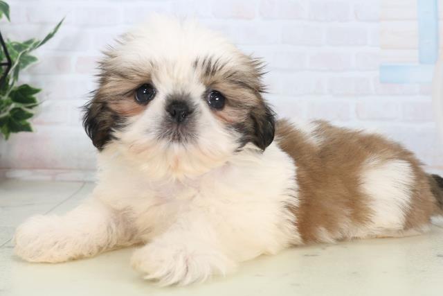 福岡県のシーズー (Coo&RIKUゆめタウン飯塚店/2026年1月30日生まれ/男の子/ゴールドホワイト)の子犬の3枚目の画像