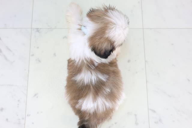 福岡県のシーズー (Coo&RIKUゆめタウン飯塚店/2026年1月30日生まれ/男の子/ゴールドホワイト)の子犬の4枚目の画像