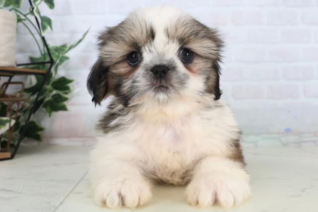 広島県のシーズー (Coo&RIKU福山店/2026年1月30日生まれ/女の子/ゴールドホワイト)の子犬の1枚目の画像