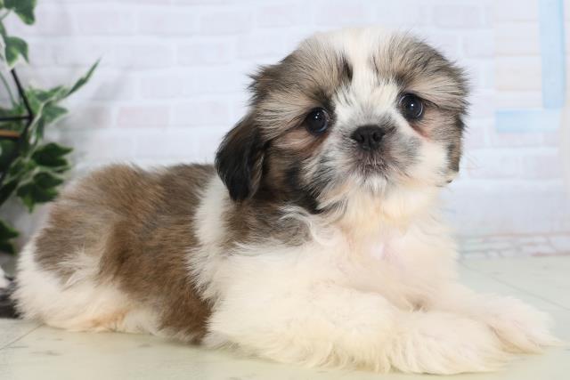 広島県のシーズー (Coo&RIKU福山店/2026年1月30日生まれ/女の子/ゴールドホワイト)の子犬の2枚目の画像