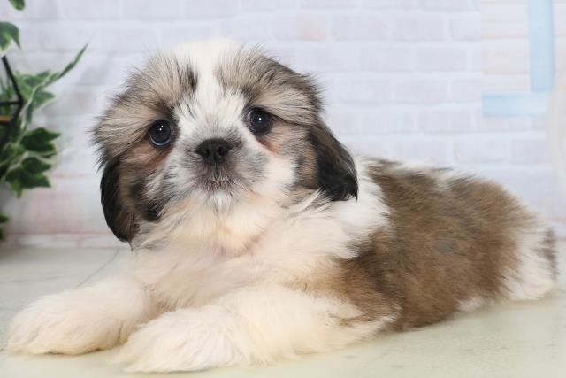 広島県のシーズー (Coo&RIKU福山店/2026年1月30日生まれ/女の子/ゴールドホワイト)の子犬の3枚目の画像