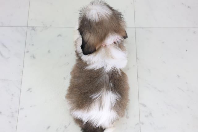 広島県のシーズー (Coo&RIKU福山店/2026年1月30日生まれ/女の子/ゴールドホワイト)の子犬の4枚目の画像