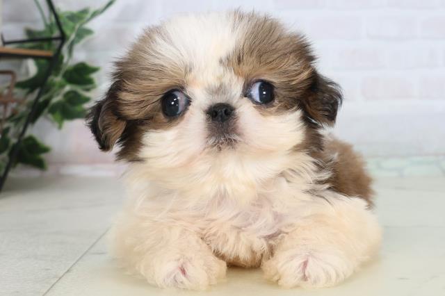 福岡県のシーズー (Coo&RIKU小倉店/2026年1月30日生まれ/女の子/ゴールドホワイト)の子犬の1枚目の画像