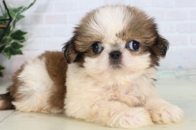 福岡県のシーズー (Coo&RIKU小倉店/2026年1月30日生まれ/女の子/ゴールドホワイト)の子犬の2枚目の画像