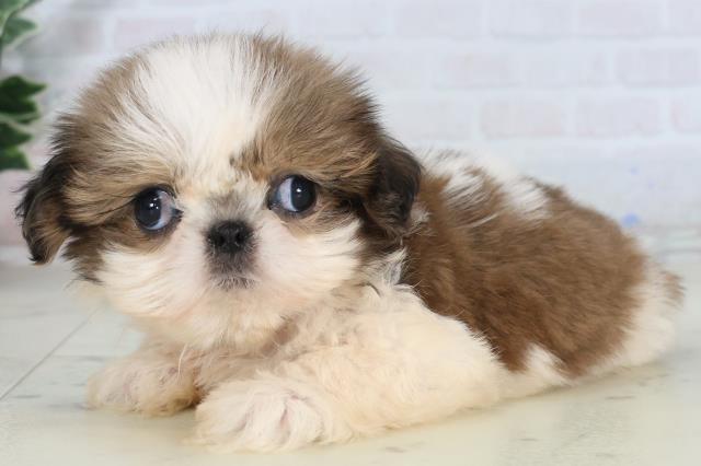 福岡県のシーズー (Coo&RIKU小倉店/2026年1月30日生まれ/女の子/ゴールドホワイト)の子犬の3枚目の画像