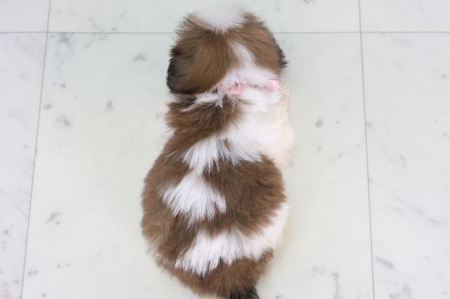 福岡県のシーズー (Coo&RIKU小倉店/2026年1月30日生まれ/女の子/ゴールドホワイト)の子犬の4枚目の画像