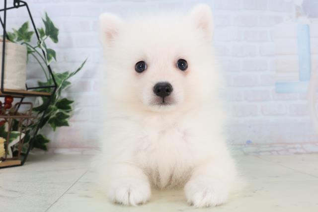 兵庫県の日本スピッツ (Coo&RIKU尼崎店/2026年1月31日生まれ/男の子/ホワイト)の子犬