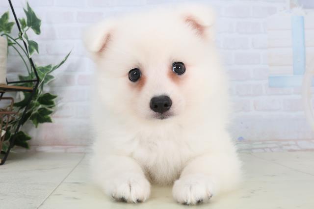 広島県の日本スピッツ (Coo&RIKU福山店/2026年1月31日生まれ/女の子/ホワイト)の子犬の1枚目の画像
