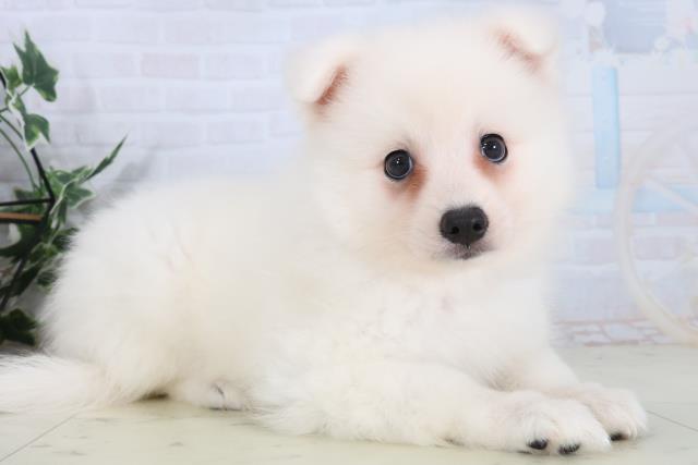 広島県の日本スピッツ (Coo&RIKU福山店/2026年1月31日生まれ/女の子/ホワイト)の子犬の2枚目の画像