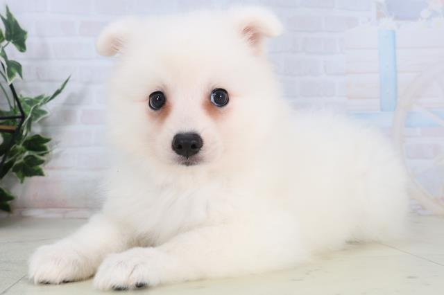 広島県の日本スピッツ (Coo&RIKU福山店/2026年1月31日生まれ/女の子/ホワイト)の子犬の3枚目の画像