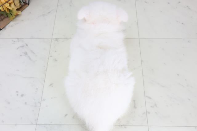 広島県の日本スピッツ (Coo&RIKU福山店/2026年1月31日生まれ/女の子/ホワイト)の子犬の4枚目の画像