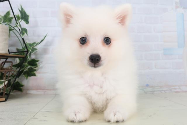 福岡県の日本スピッツ (Coo&RIKU小倉店/2026年1月31日生まれ/女の子/ホワイト)の子犬の1枚目の画像