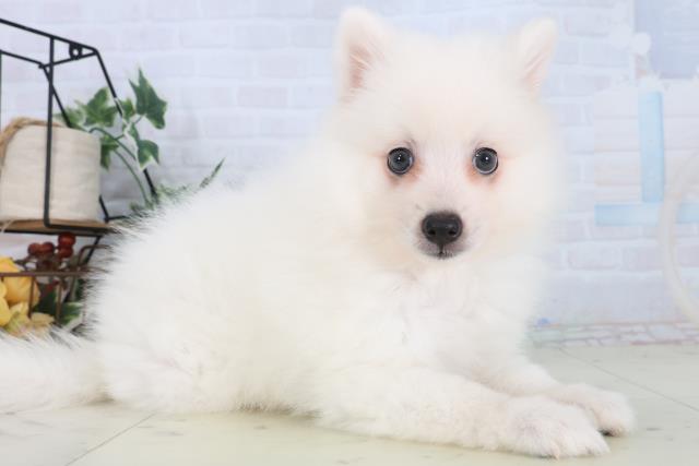 福岡県の日本スピッツ (Coo&RIKU小倉店/2026年1月31日生まれ/女の子/ホワイト)の子犬の2枚目の画像