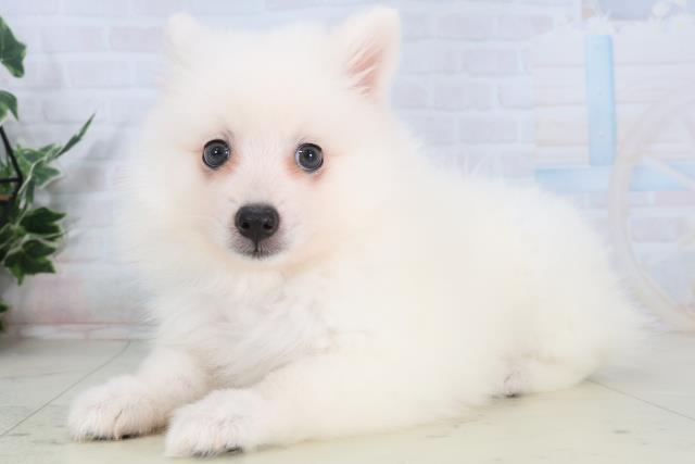 福岡県の日本スピッツ (Coo&RIKU小倉店/2026年1月31日生まれ/女の子/ホワイト)の子犬の3枚目の画像