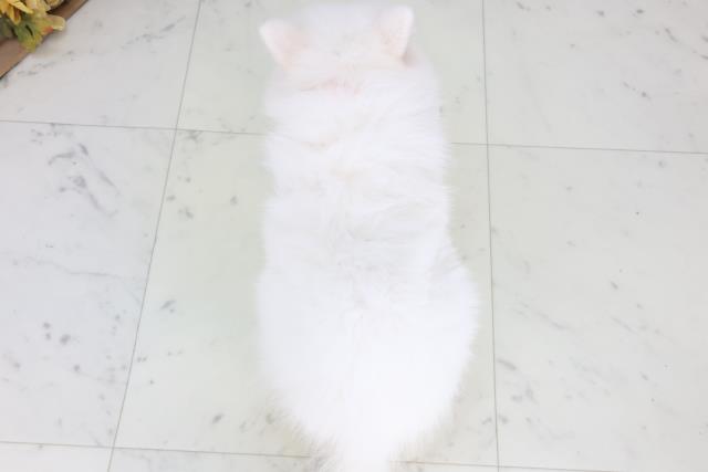 福岡県の日本スピッツ (Coo&RIKU小倉店/2026年1月31日生まれ/女の子/ホワイト)の子犬の4枚目の画像