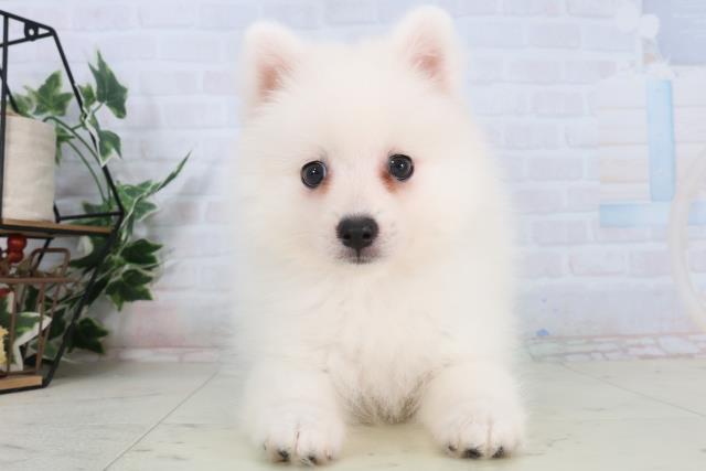 滋賀県の日本スピッツ (Coo&RIKU長浜店/2026年1月31日生まれ/女の子/ホワイト)の子犬