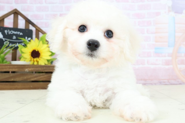 滋賀県のビションフリーゼ (Coo&RIKU長浜店/2026年1月31日生まれ/男の子/ホワイト)の子犬