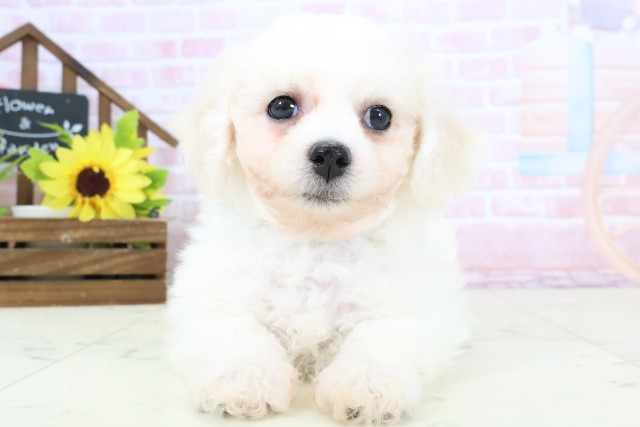 福岡県のビションフリーゼ (Coo&RIKU筑後店/2026年1月31日生まれ/男の子/ホワイト)の子犬の1枚目の画像