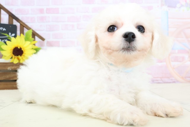 福岡県のビションフリーゼ (Coo&RIKU筑後店/2026年1月31日生まれ/男の子/ホワイト)の子犬の2枚目の画像