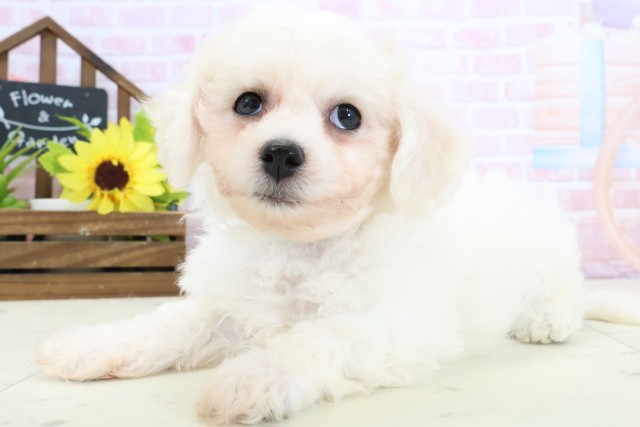 福岡県のビションフリーゼ (Coo&RIKU筑後店/2026年1月31日生まれ/男の子/ホワイト)の子犬の3枚目の画像