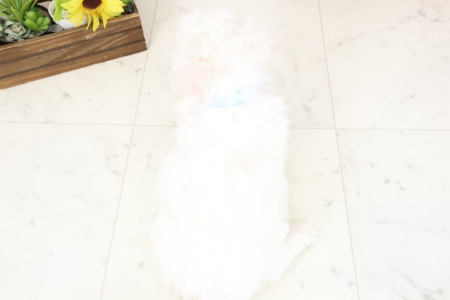 福岡県のビションフリーゼ (Coo&RIKU筑後店/2026年1月31日生まれ/男の子/ホワイト)の子犬の4枚目の画像