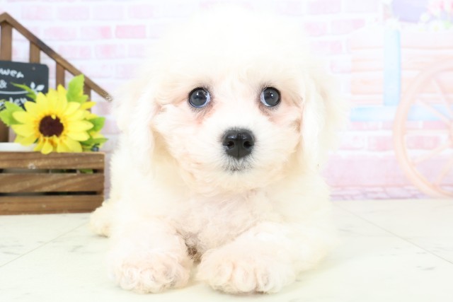 福岡県のビションフリーゼ (Coo&RIKU大牟田店/2026年1月31日生まれ/男の子/ホワイト)の子犬の1枚目の画像