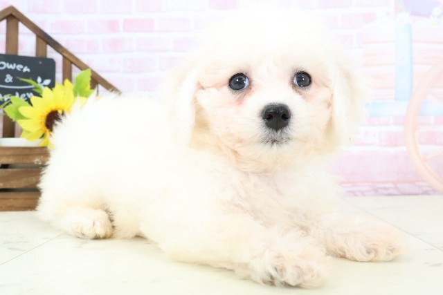 福岡県のビションフリーゼ (Coo&RIKU大牟田店/2026年1月31日生まれ/男の子/ホワイト)の子犬の2枚目の画像