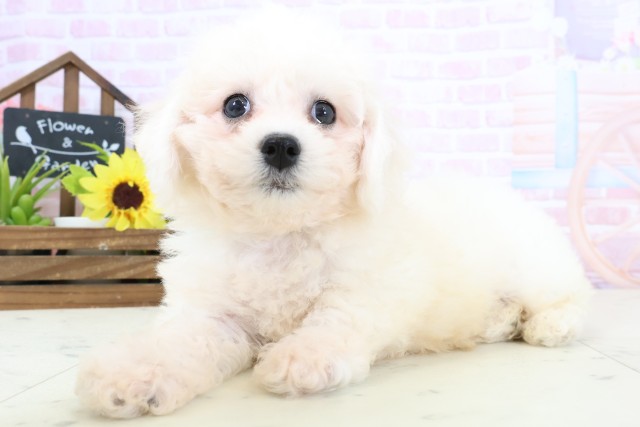 福岡県のビションフリーゼ (Coo&RIKU大牟田店/2026年1月31日生まれ/男の子/ホワイト)の子犬の3枚目の画像