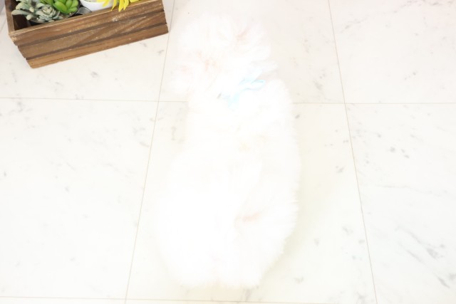 福岡県のビションフリーゼ (Coo&RIKU大牟田店/2026年1月31日生まれ/男の子/ホワイト)の子犬の4枚目の画像