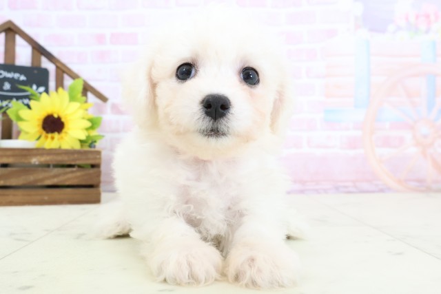 熊本県のビションフリーゼ (Coo&RIKUカリーノ菊陽店/2026年1月31日生まれ/女の子/ホワイト)の子犬