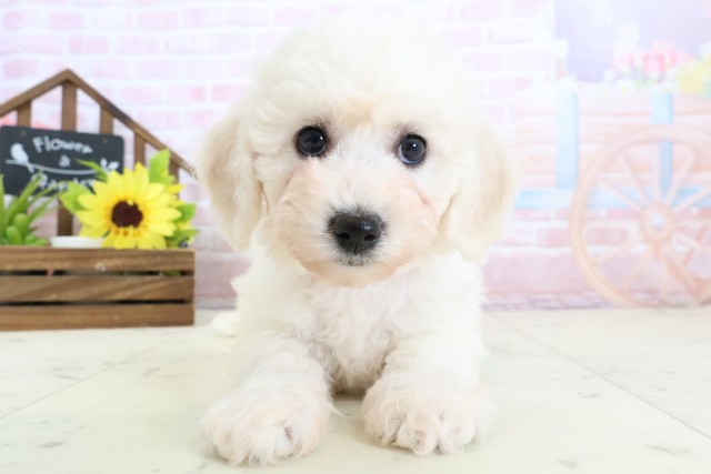 島根県のビションフリーゼ (Coo&RIKU出雲店/2026年1月31日生まれ/女の子/ホワイト)の子犬