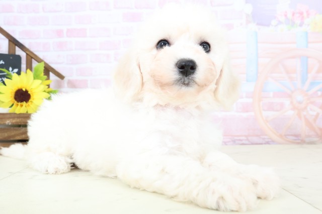 島根県のビションフリーゼ (Coo&RIKU出雲店/2026年1月31日生まれ/女の子/ホワイト)の子犬の2枚目の画像