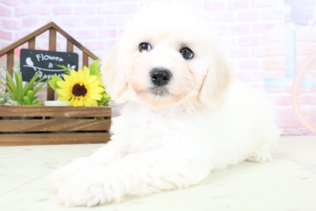 島根県のビションフリーゼ (Coo&RIKU出雲店/2026年1月31日生まれ/女の子/ホワイト)の子犬の3枚目の画像