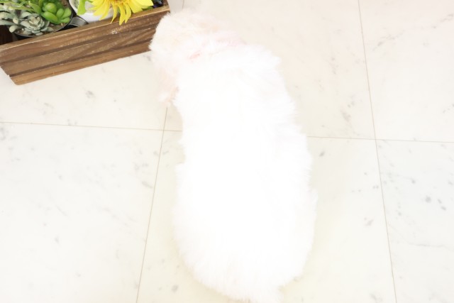 島根県のビションフリーゼ (Coo&RIKU出雲店/2026年1月31日生まれ/女の子/ホワイト)の子犬の4枚目の画像