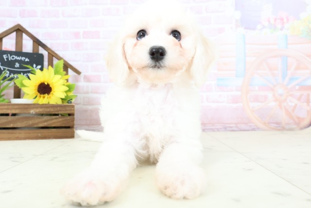 山口県のビションフリーゼ (Coo&RIKUサンパークあじす店/2026年1月31日生まれ/女の子/ホワイト)の子犬