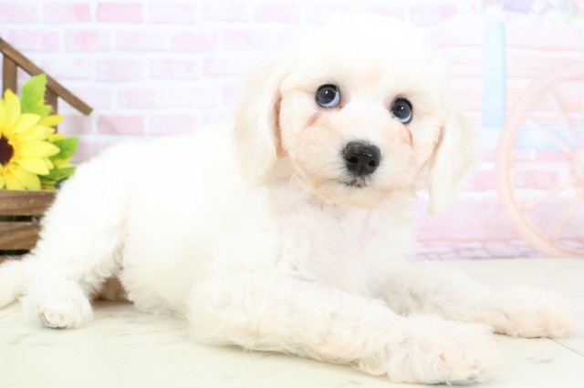 山口県のビションフリーゼ (Coo&RIKUサンパークあじす店/2026年1月31日生まれ/女の子/ホワイト)の子犬の2枚目の画像