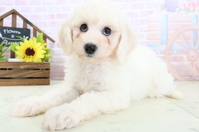 山口県のビションフリーゼ (Coo&RIKUサンパークあじす店/2026年1月31日生まれ/女の子/ホワイト)の子犬の3枚目の画像