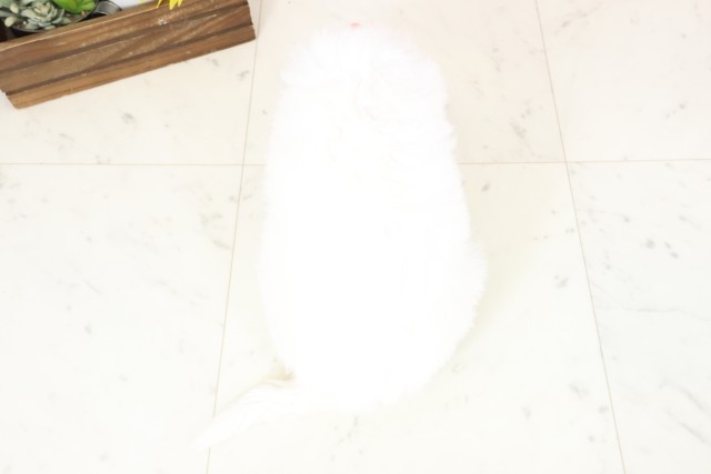 山口県のビションフリーゼ (Coo&RIKUサンパークあじす店/2026年1月31日生まれ/女の子/ホワイト)の子犬の4枚目の画像