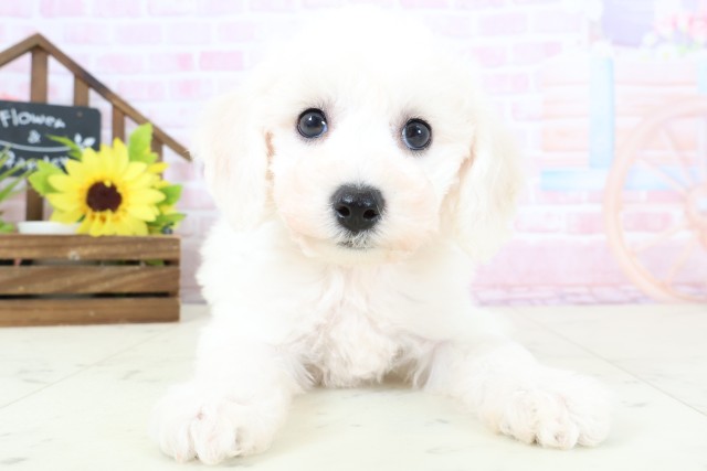 鹿児島県のビションフリーゼ (Coo&RIKU鹿屋店/2026年1月31日生まれ/女の子/ホワイト)の子犬の1枚目の画像